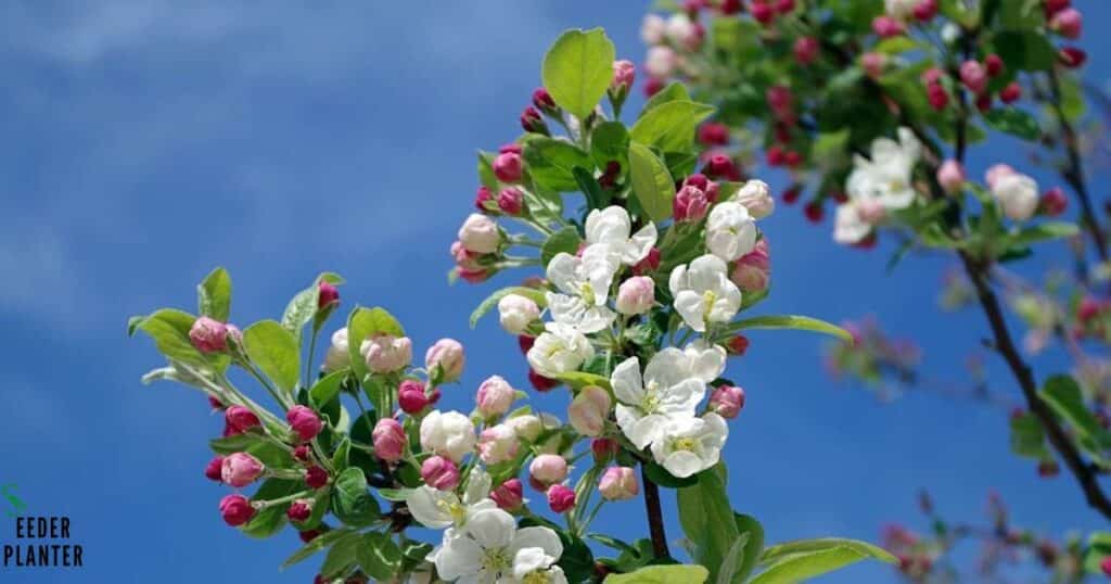 Apple Blossom