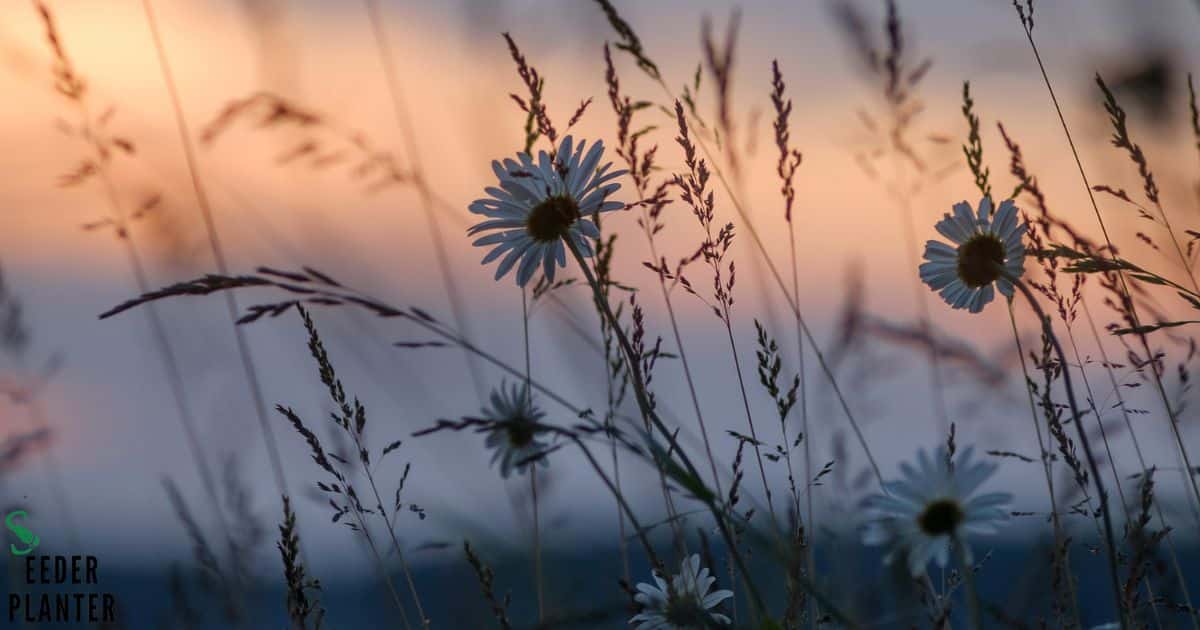 Can I Plant Wildflower Seeds In July?