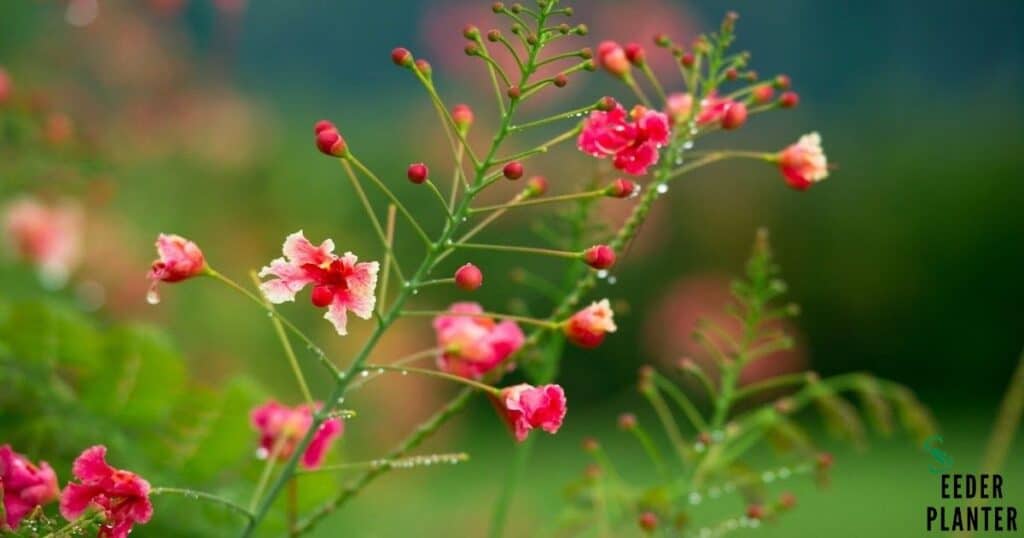 Cardinal Flower