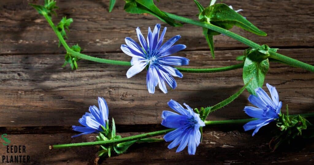 Chicory