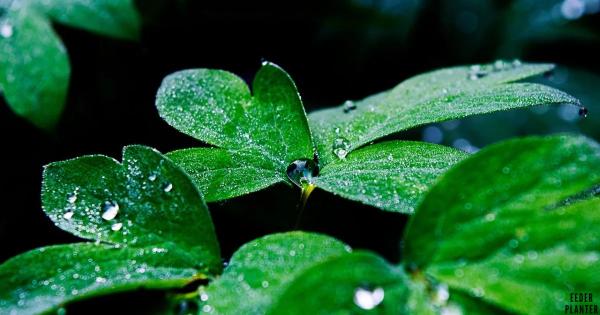 Clover Seed For Lawns