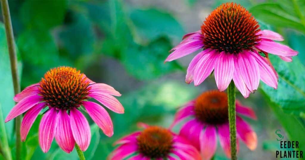 Coneflower