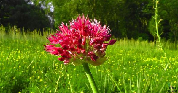 Crimson Clover Seed