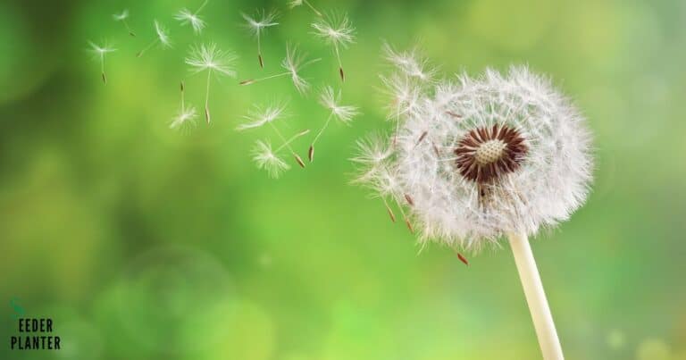 Dandelion Seeds