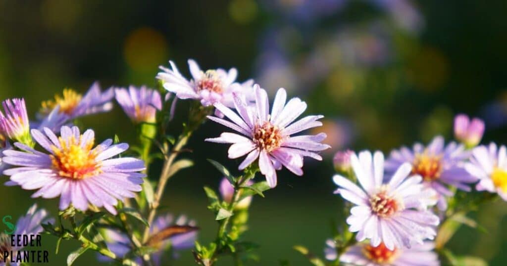 New England Aster