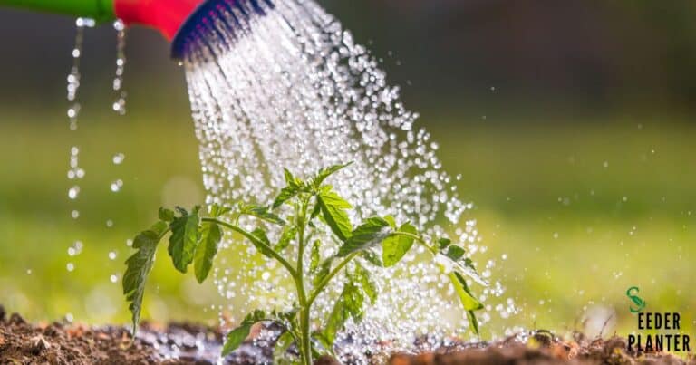 Overwatering Cucumber Plants