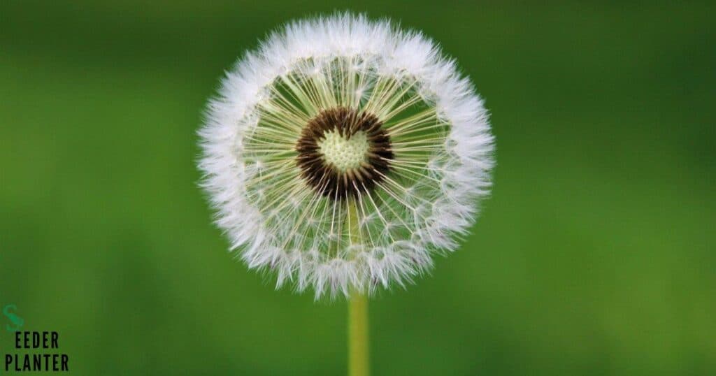 Oxeye Daisy