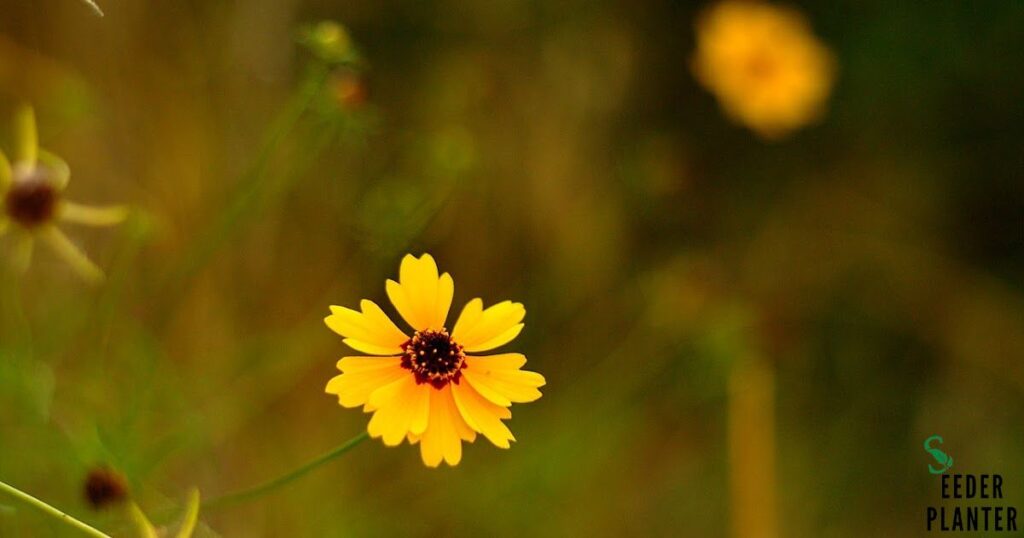 Plains Coreopsis