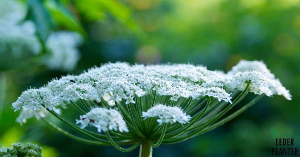 Queen Anne's Lace