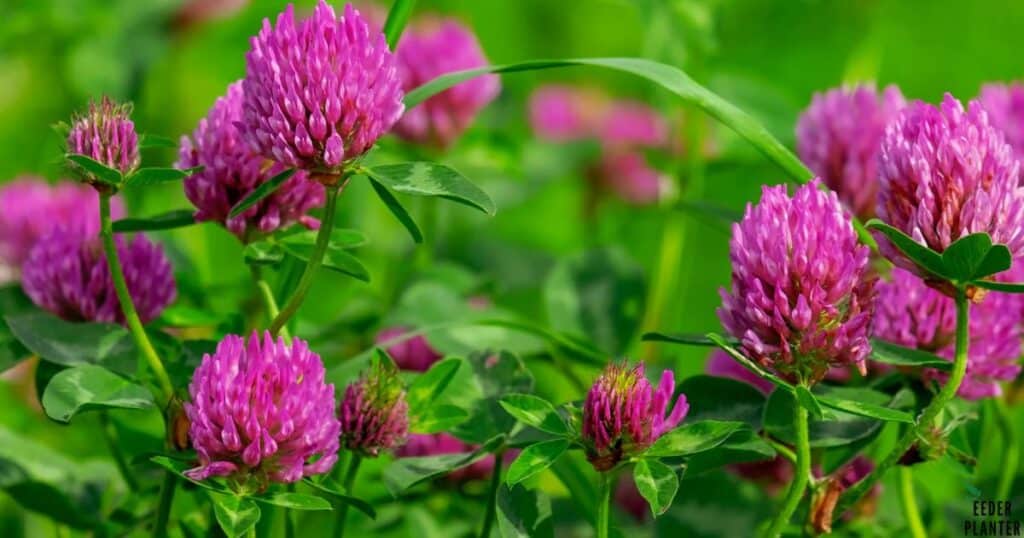 Red Clover Seeds