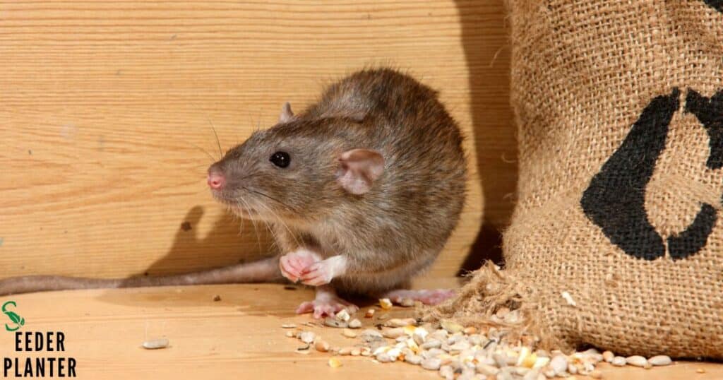 Rodents when storing seed