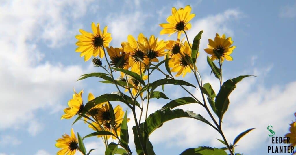 Rudbeckia