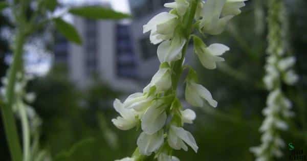 Sweet Clover Seed