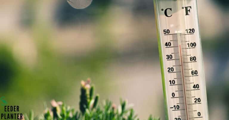 What Temperature Does Fescue Stop Growing?