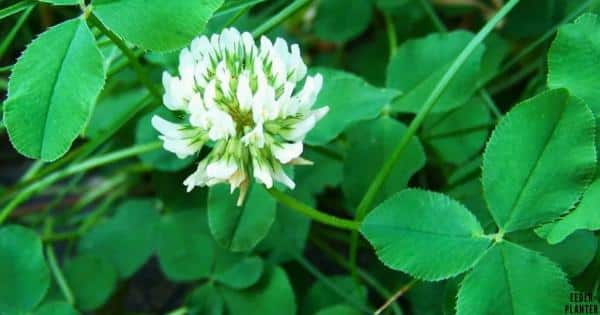 White Clover Seed