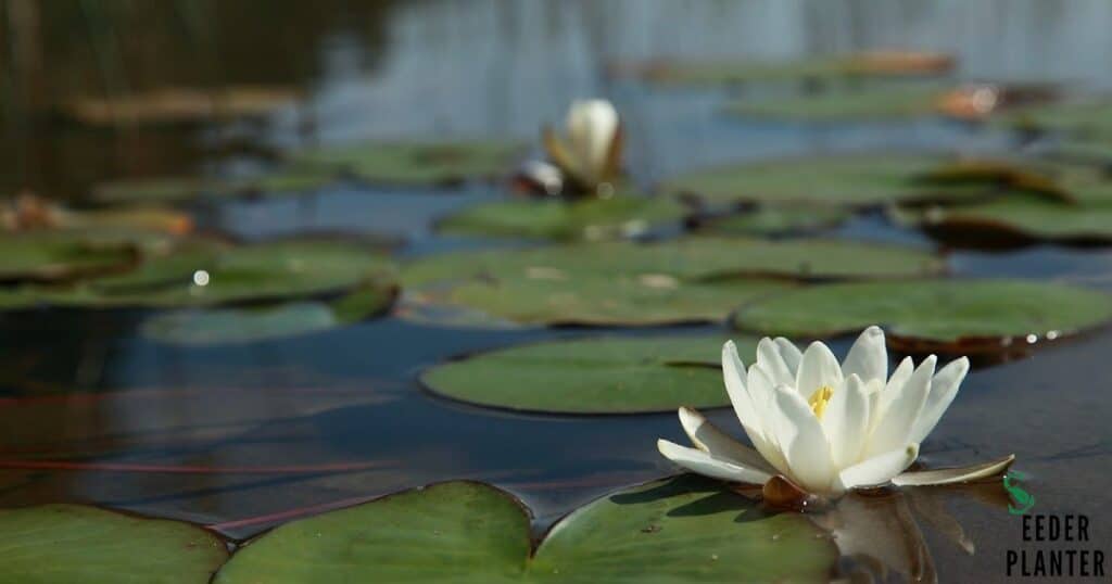 White Water Lily 