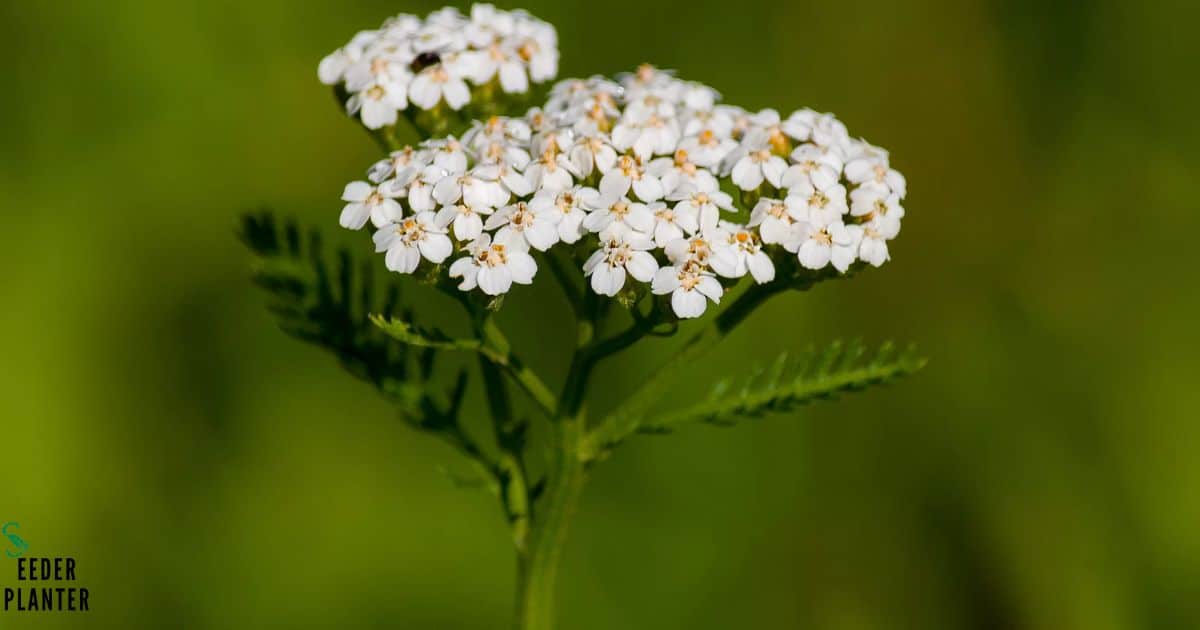 Yarrow Seeds