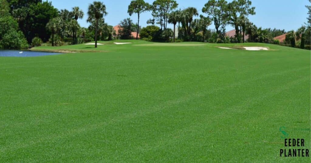 Bermuda Grass
