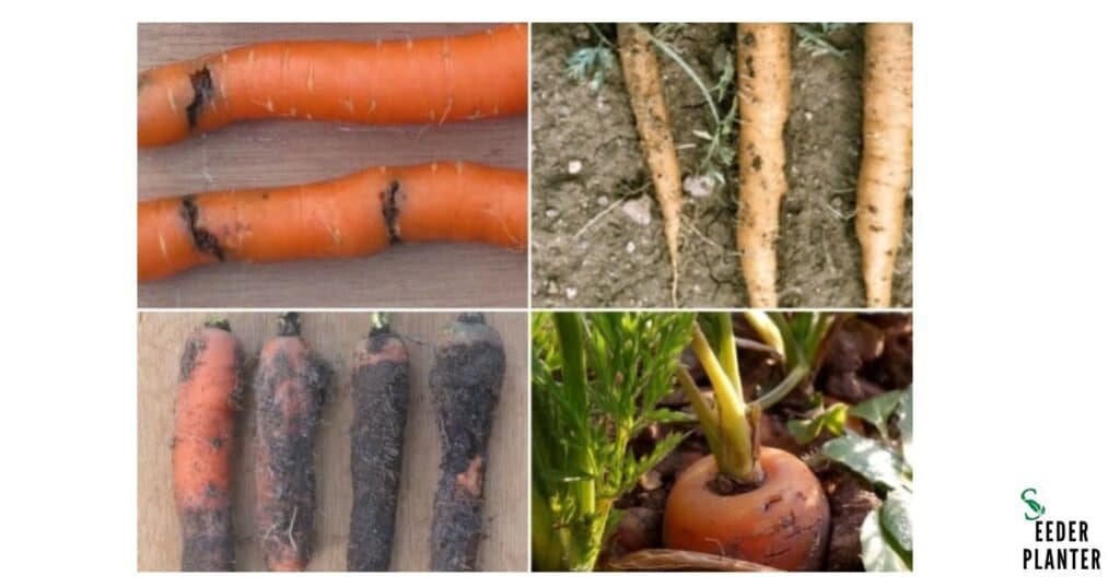 Disease and their control in Carrot Seeds In Zone 7
