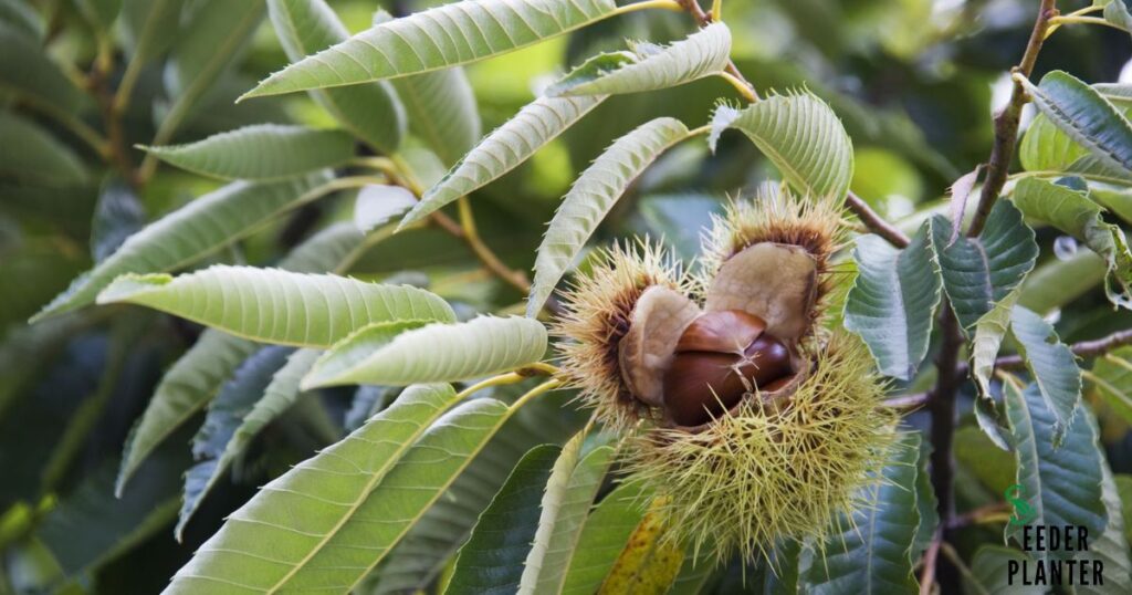 Harvesting Chestnuts from Mature Trees