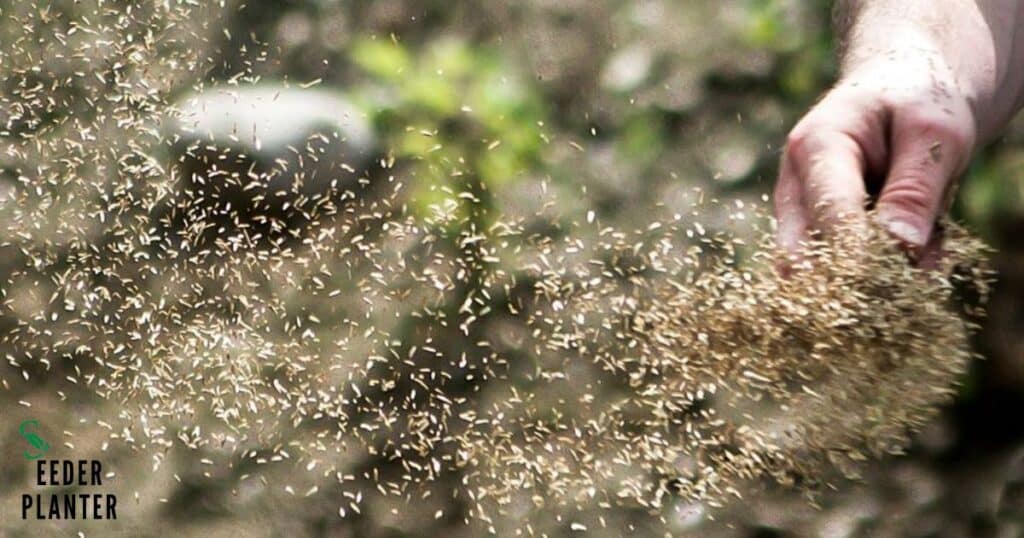 Overseeding of grass in Maryland
