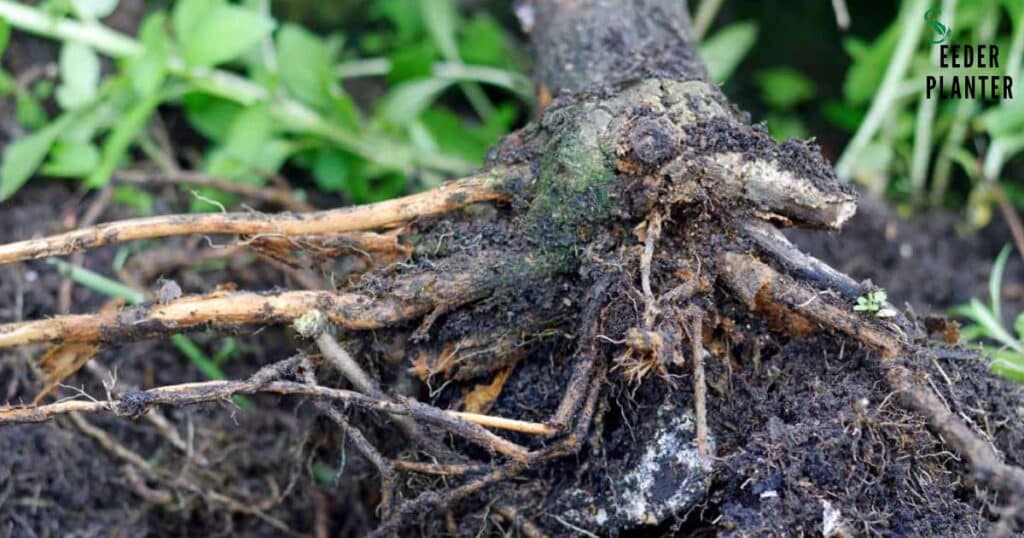 Root Rot