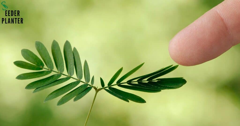 Sensitive or Delicate Seedlings