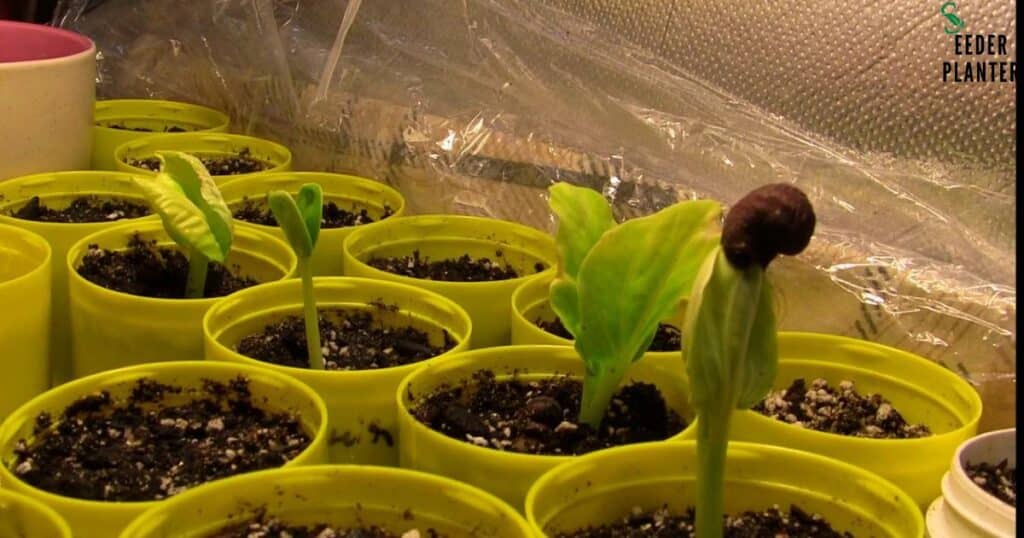 Stratification in the process of bonsai seed