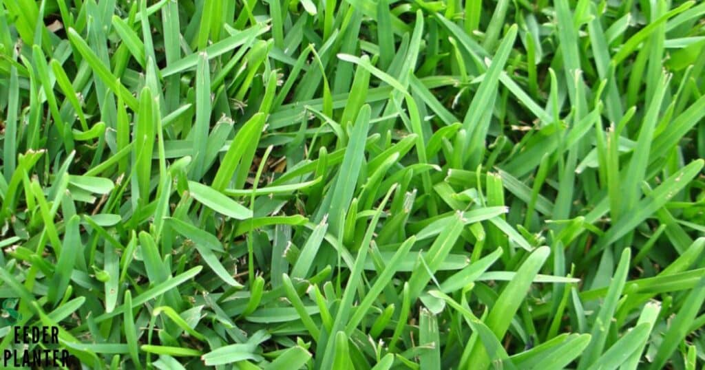 Tall Fescue
