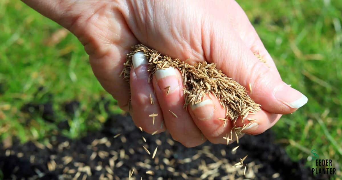 When To Plant Grass Seed in Oregon?