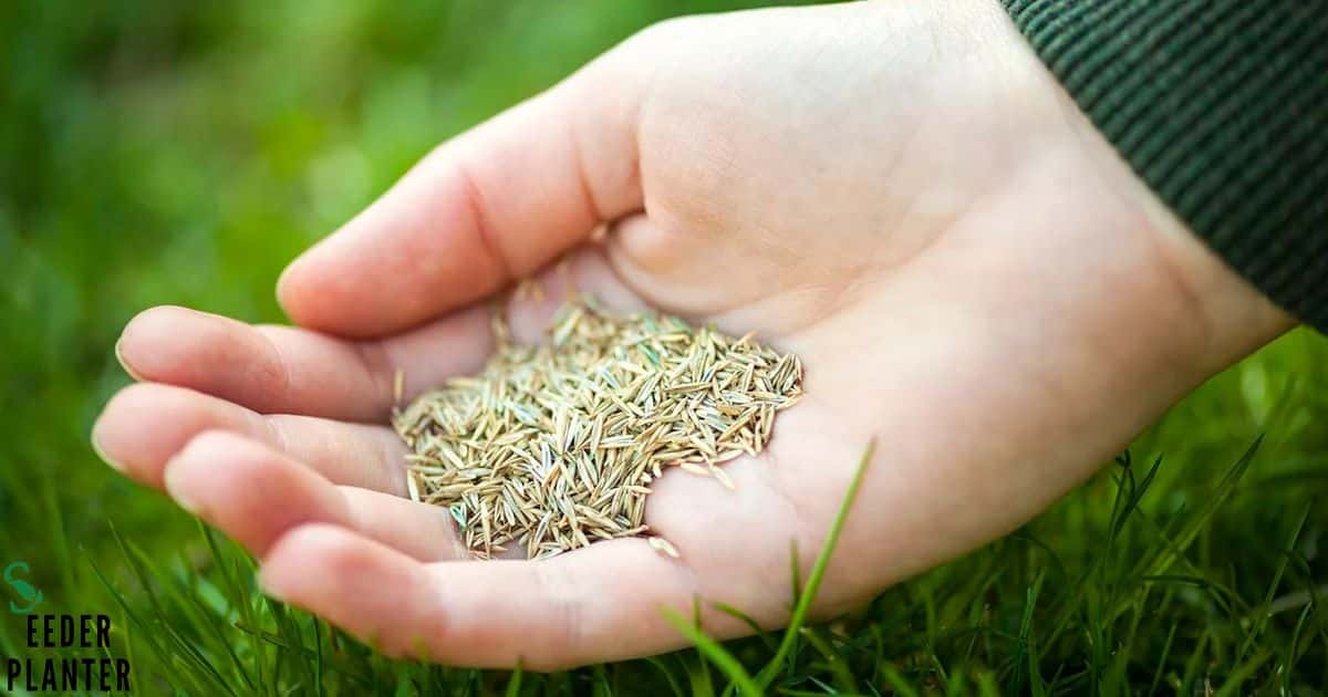 When To Plant Grass Seed Maryland?