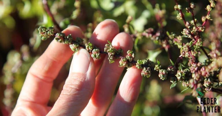 Why Is My Female Plant producing Seeds?