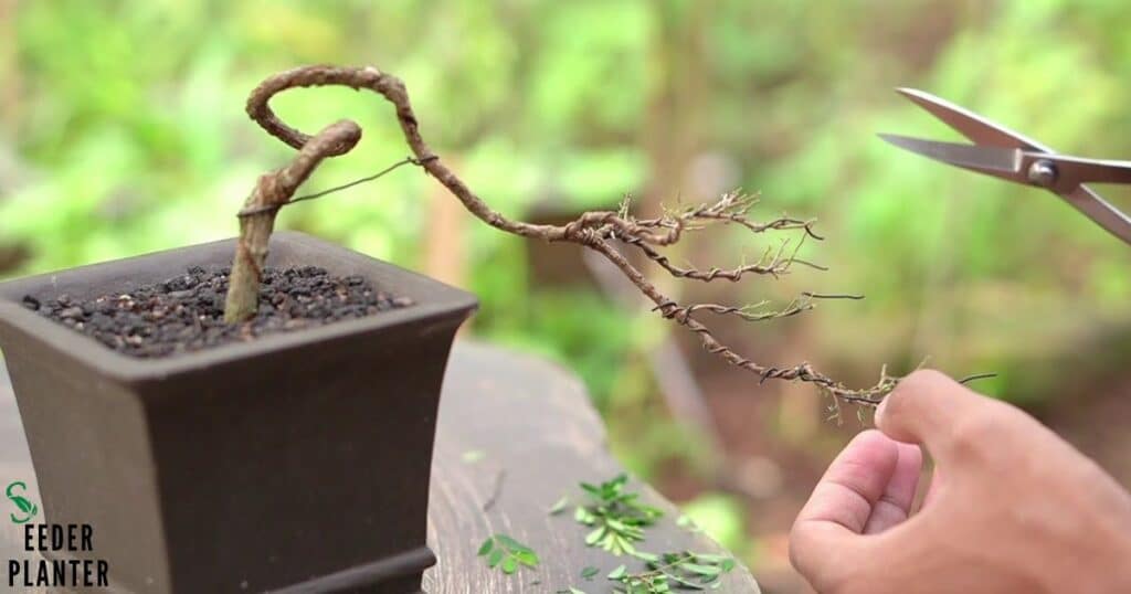 Cuttings of Bonsai