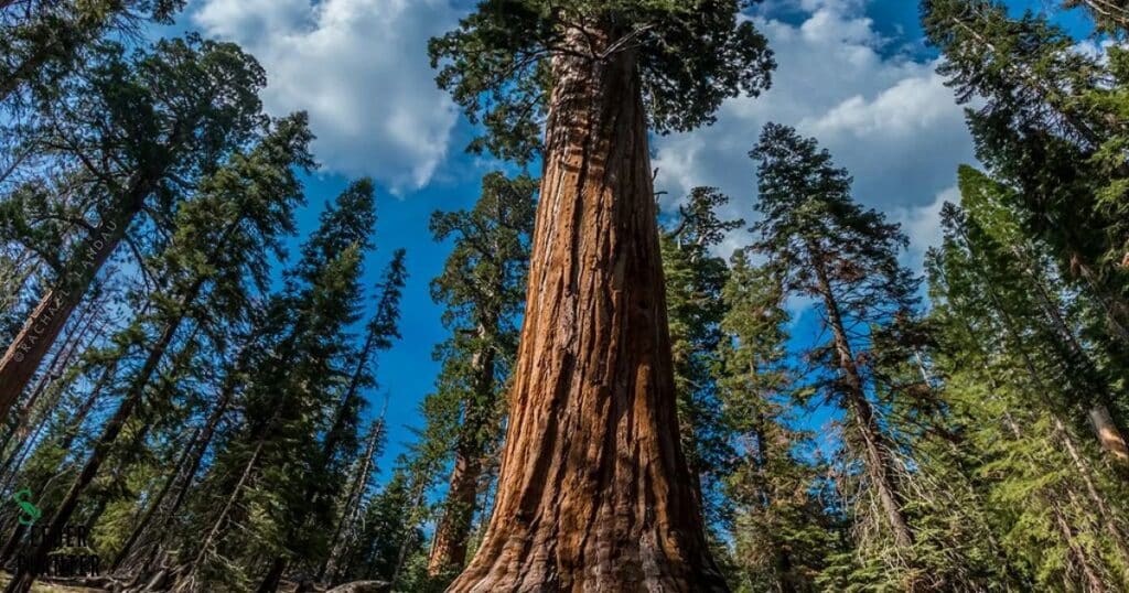 Giant Sequoia