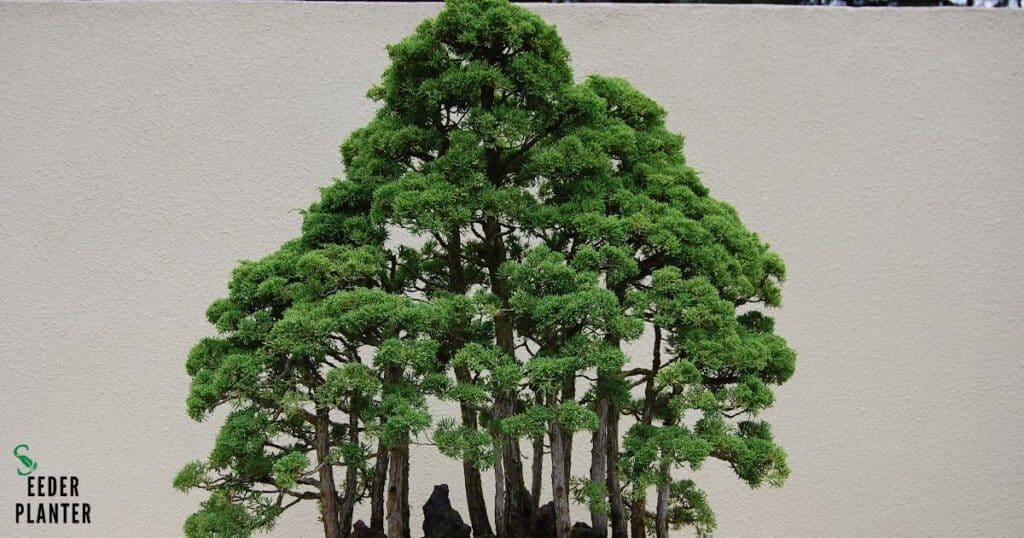 Japanese Redwood