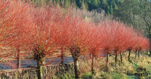 Salix purpurea