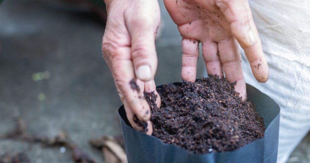 Can you put marijuana seeds straight into the dirt?