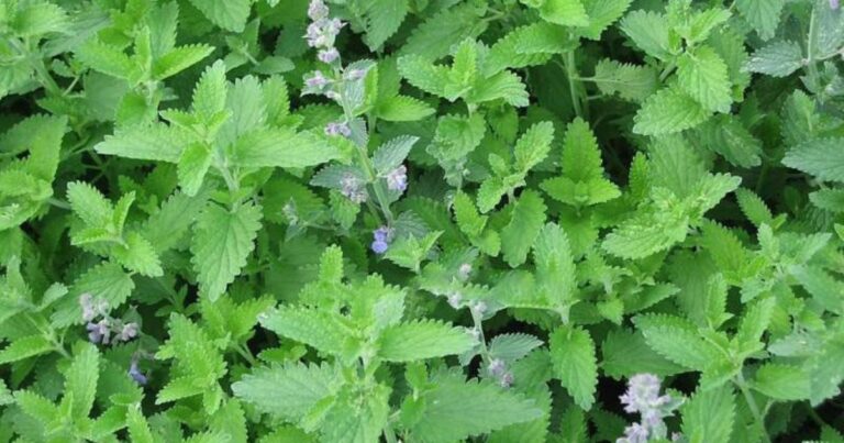 Catnip plant seeds