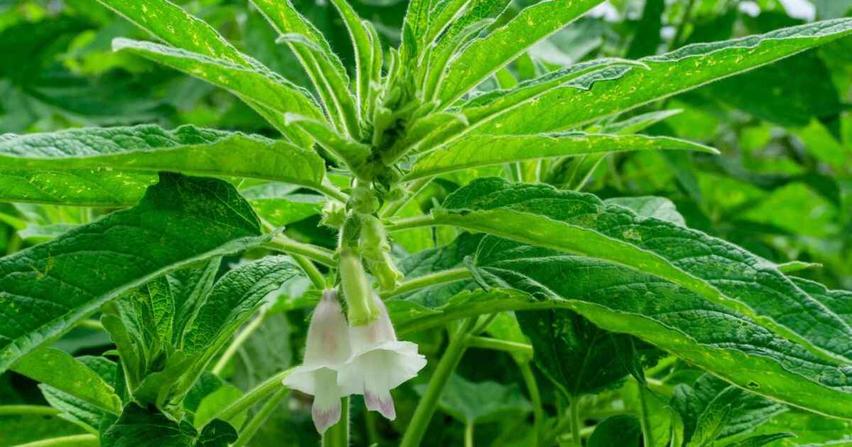 Sesame Seed Plants