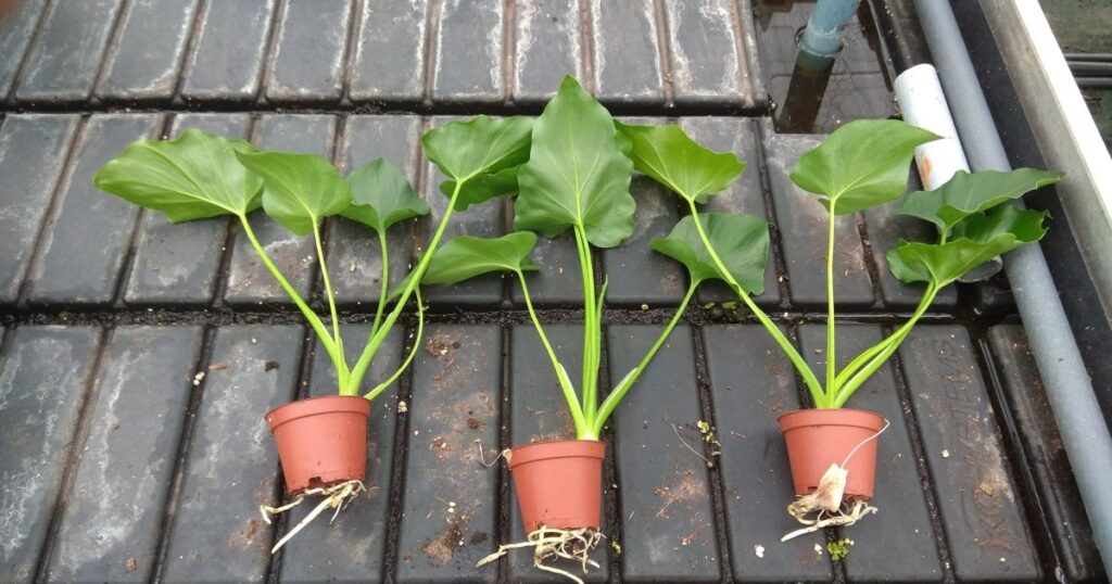 Philodendron Seedlings