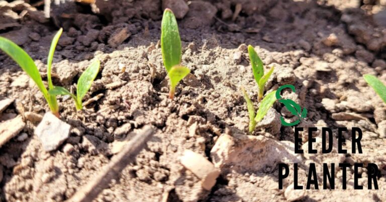 Planting a Seed of Faith: Bible Verses and Spiritual Growth