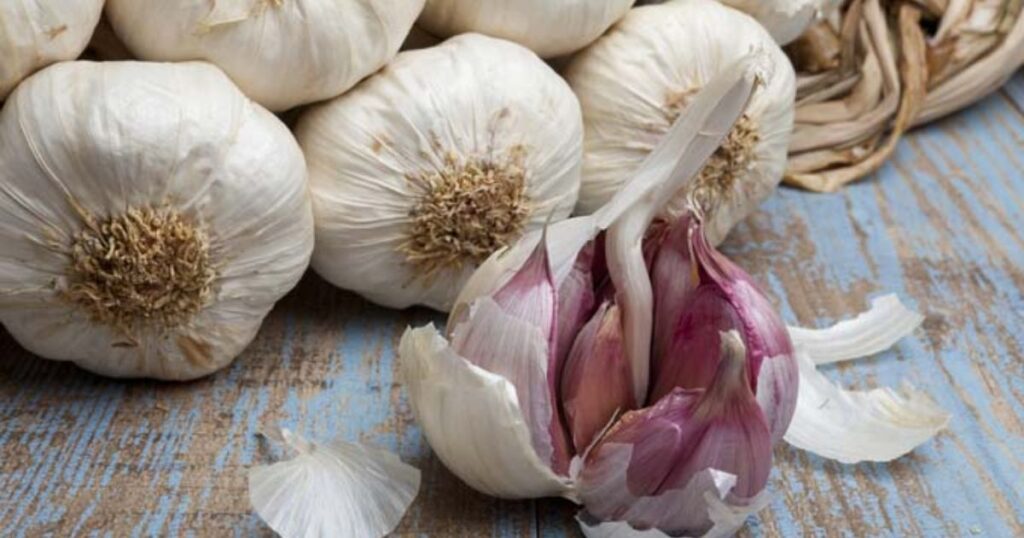 Garlic in Home Cooking and Medicine