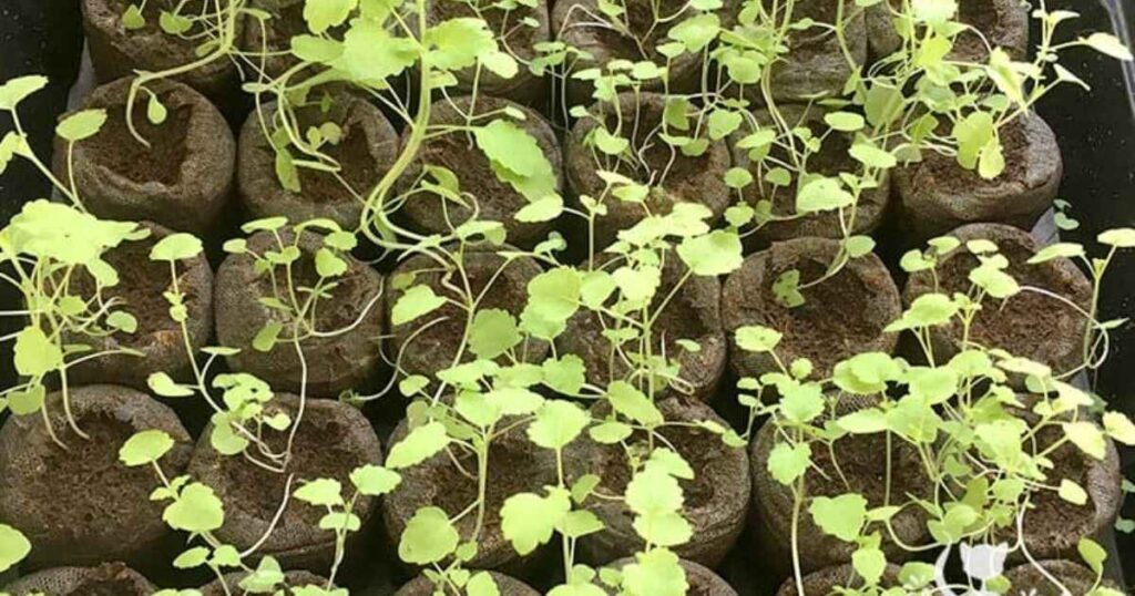 Growing Catnip from Seed 