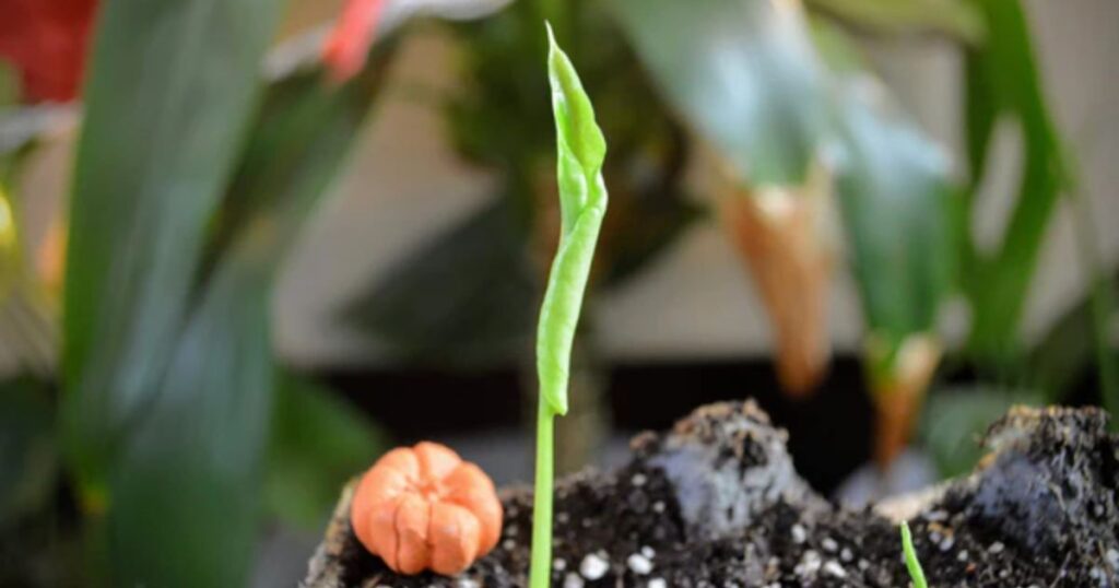 Growing Houseplants you can Grow from Seed