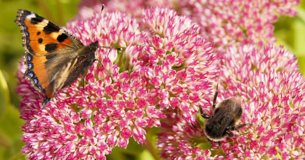 Growing Wildflowers: Attracting Pollinators