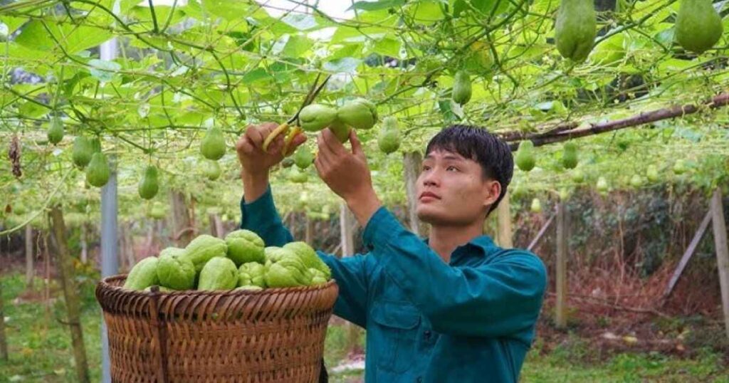 Harvesting Chayote 