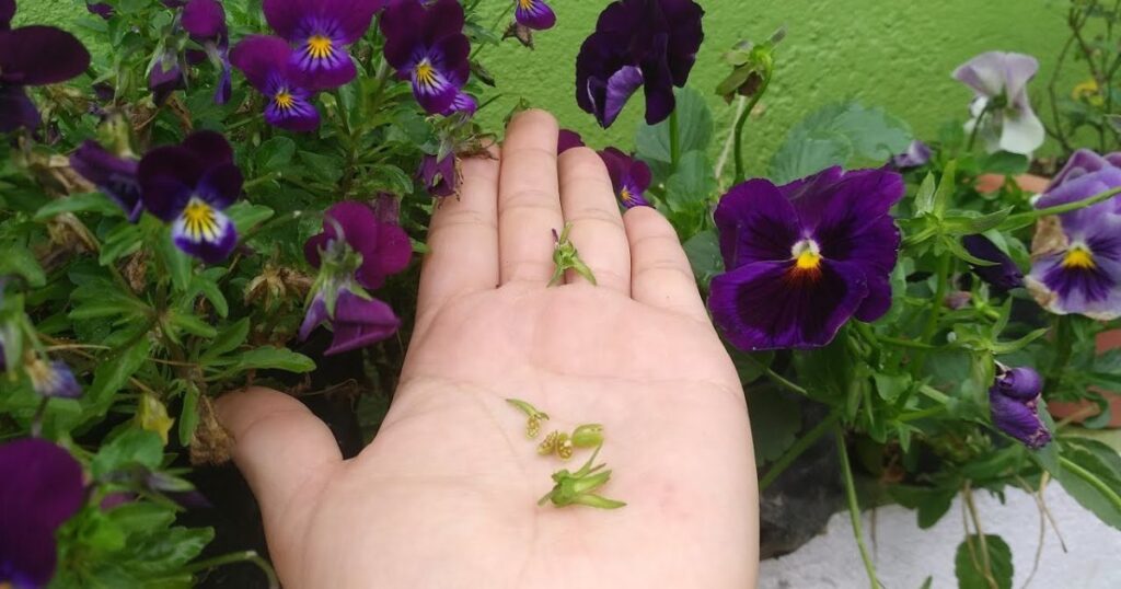 Harvesting Techniques for Pansy Seeds