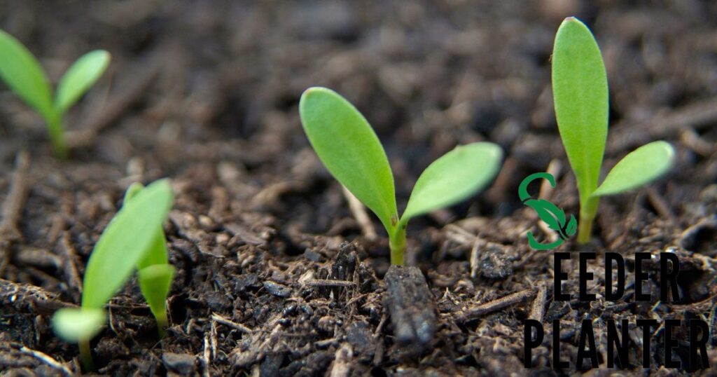 The Spiritual Foundations of Sowing