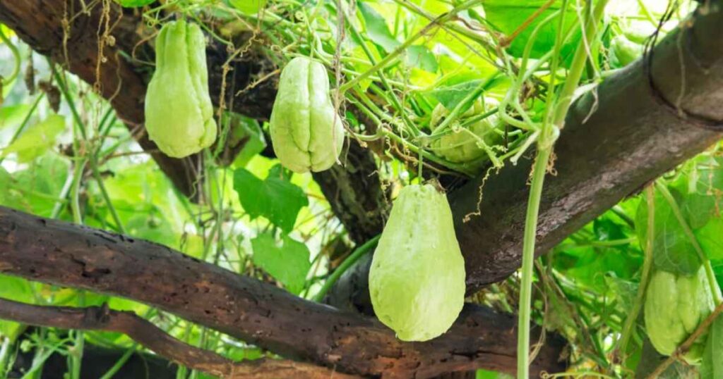 How to Grow Chayote 