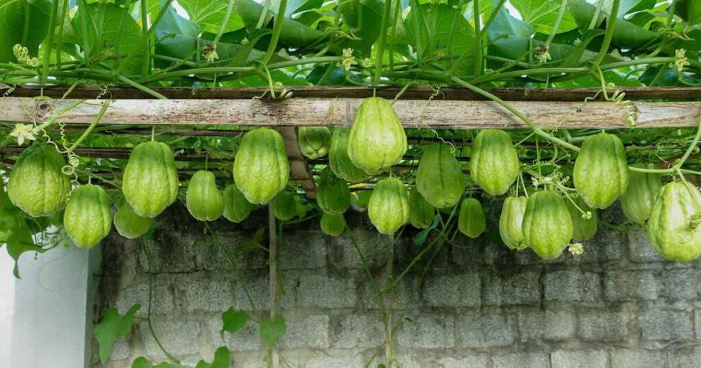 Planting Chayote from Fruit